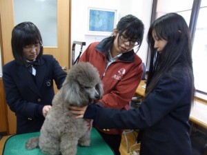 ちば愛犬